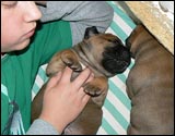 Puppies 1-3 weeks - Pennut 1-3 viikkoa